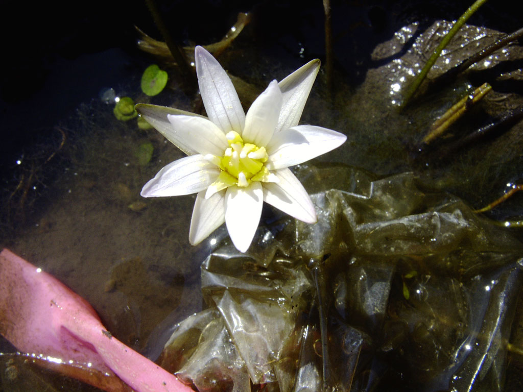 Nymphaea minuta Sep 30 05 Image001